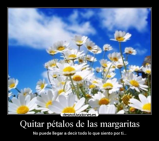 Quitar pétalos de las margaritas - No puede llegar a decir todo lo que siento por ti...