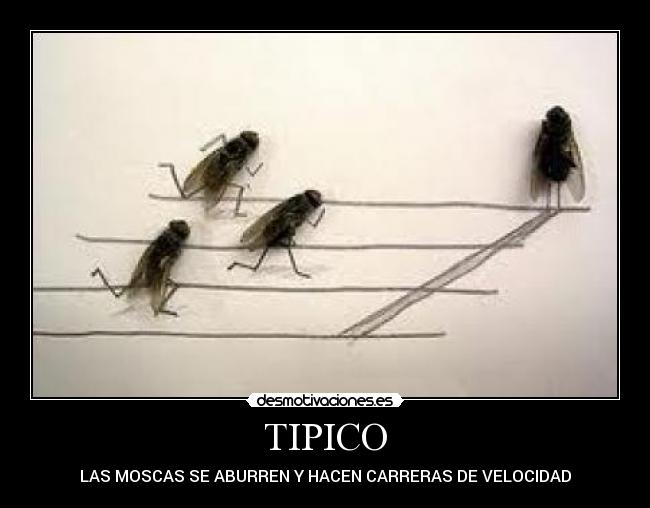 TIPICO - LAS MOSCAS SE ABURREN Y HACEN CARRERAS DE VELOCIDAD