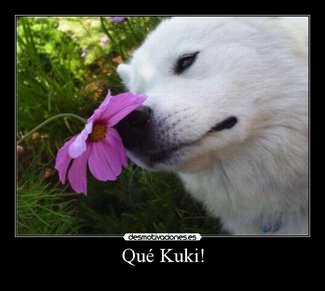 Qué Kuki! | Desmotivaciones