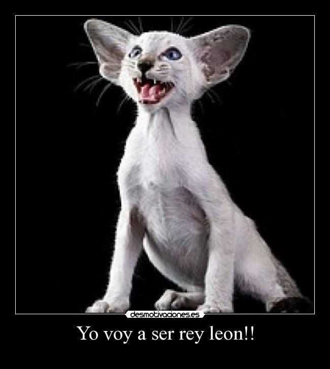 Yo voy a ser rey leon!! -