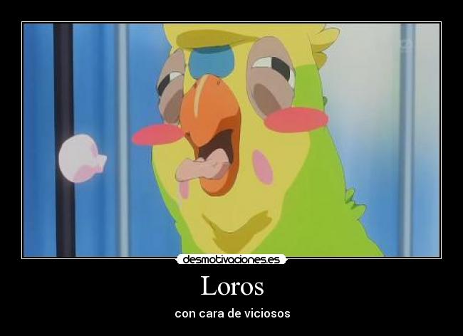 Loros - 