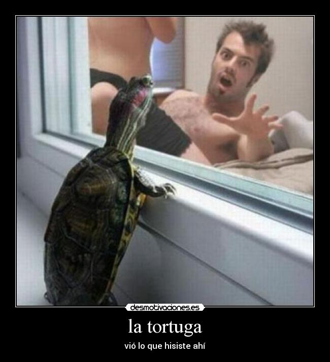 la tortuga -