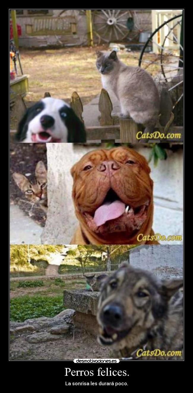 Perros felices. - 