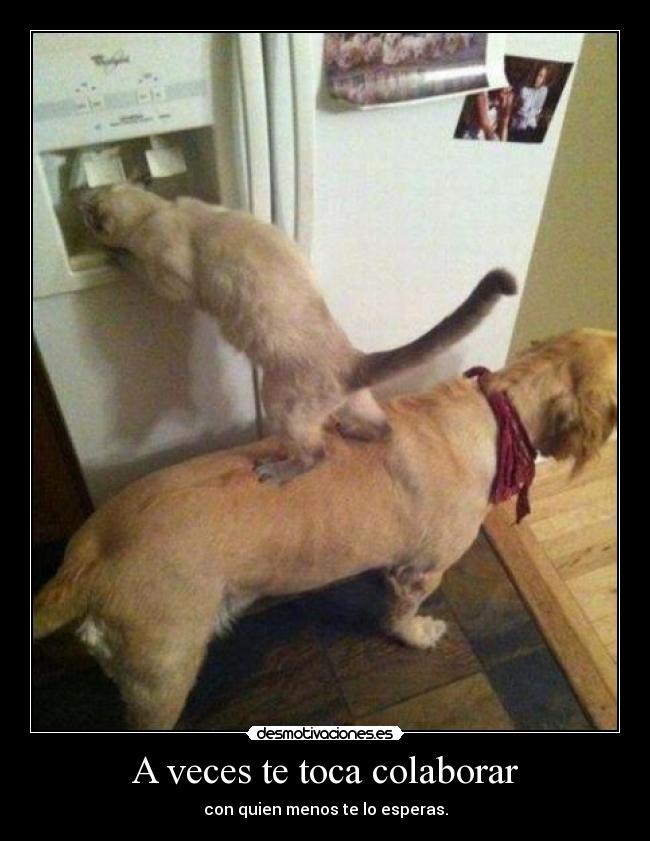 A veces te toca colaborar - con quien menos te lo esperas.