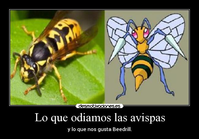 Lo que odiamos las avispas - y lo que nos gusta Beedrill.
