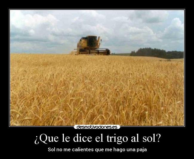 ¿Que le dice el trigo al sol? - 