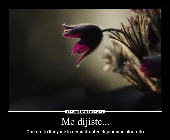 Me dijiste... - 