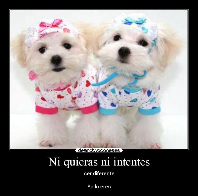 Ni quieras ni intentes - 