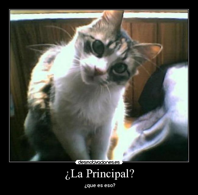 ¿La Principal? -  ¿que es eso?