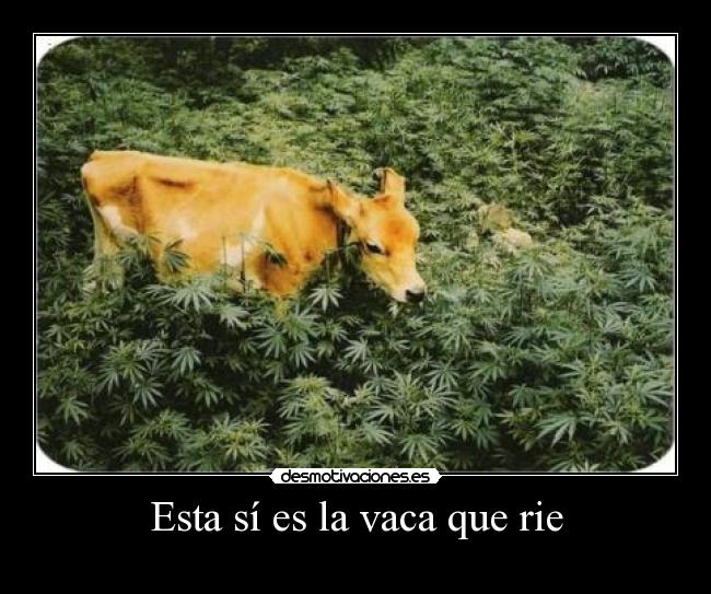 Esta sí es la vaca que rie - 