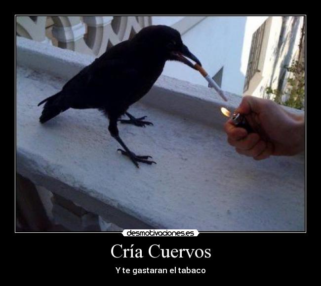 Cría Cuervos -