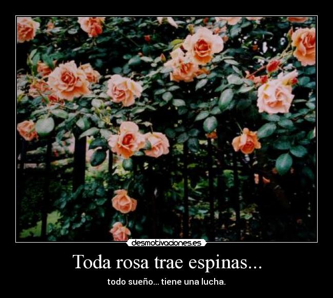 Toda rosa trae espinas... - todo sueño... tiene una lucha.