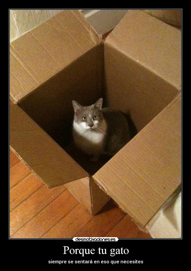 Porque tu gato - siempre se sentará en eso que necesites