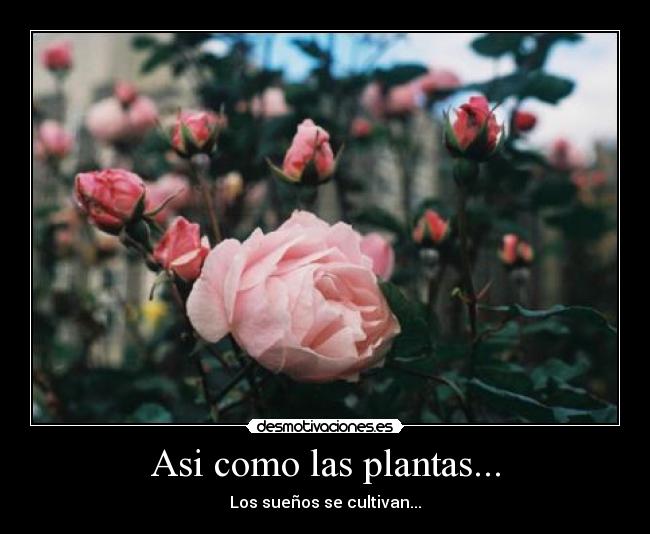 Asi como las plantas... - Los sueños se cultivan...