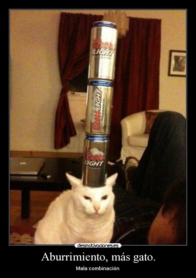 Aburrimiento, más gato. - Mala combinación