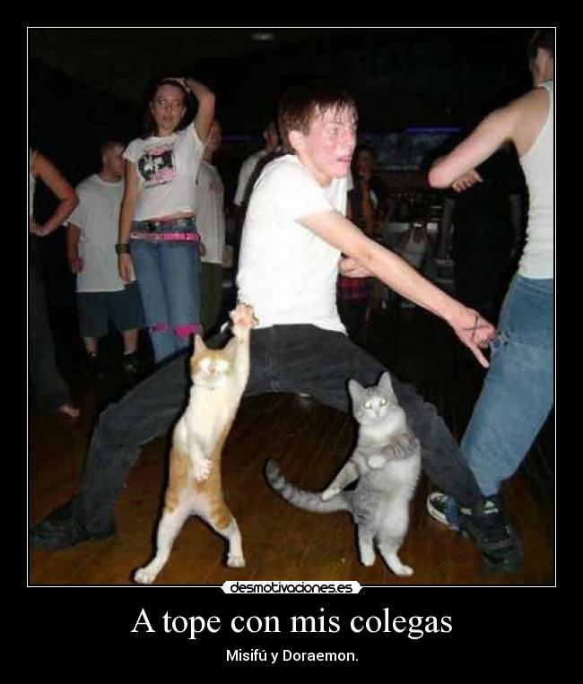 carteles gatos gatos everywhere desmotivaciones