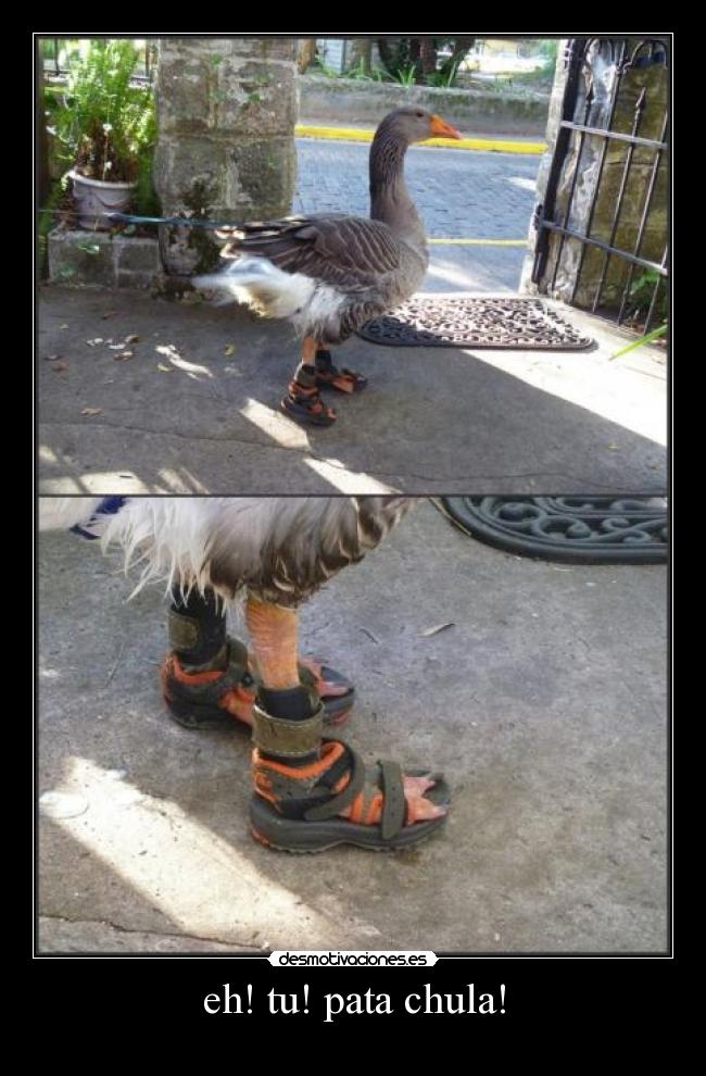eh! tu! pata chula! - 