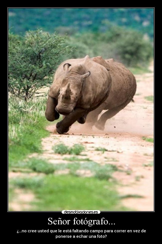 carteles safari fotografo foto campo correr desmotivaciones