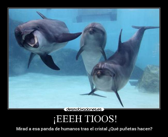 carteles delfines graciosos jajajajajaja carteles buenos desmotivaciones vinetas graciosas desmotivaciones