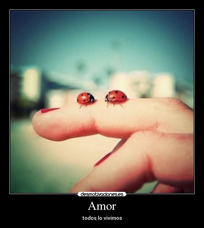 Amor - 