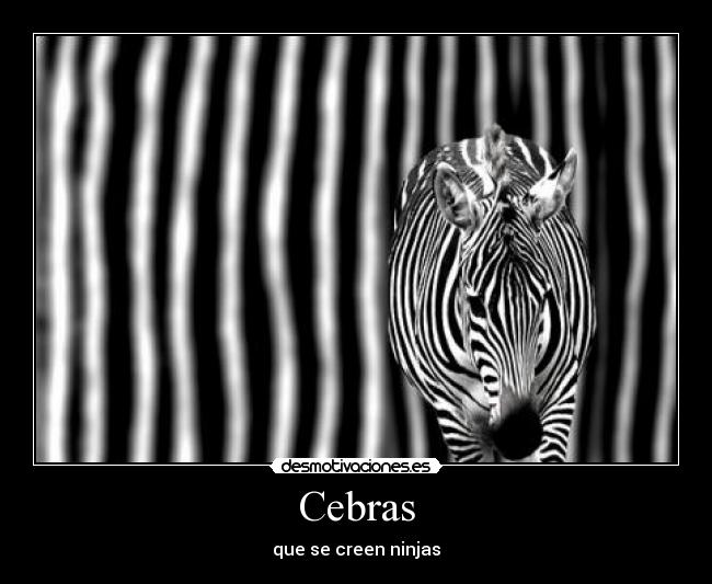 Cebras - 