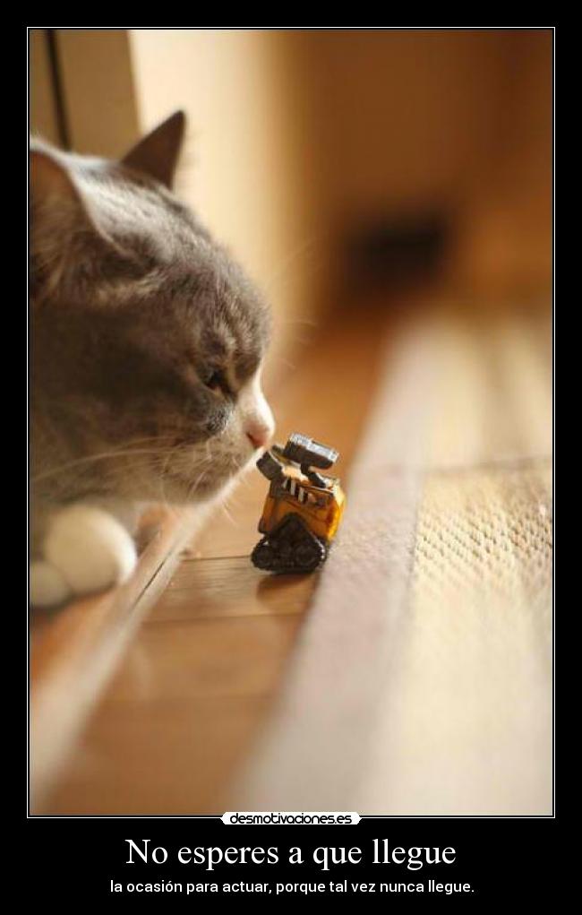 carteles cuack patos gato desmotivaciones