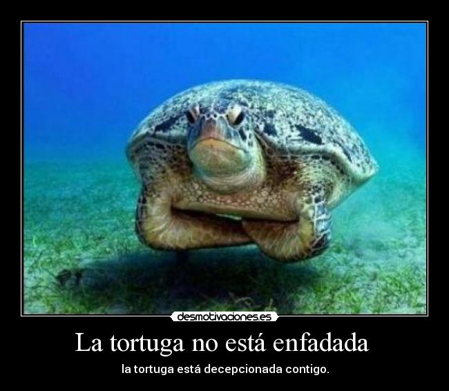 La tortuga no está enfadada  - 