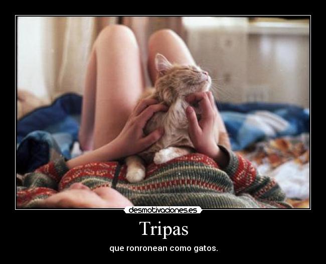 Tripas - que ronronean como gatos.