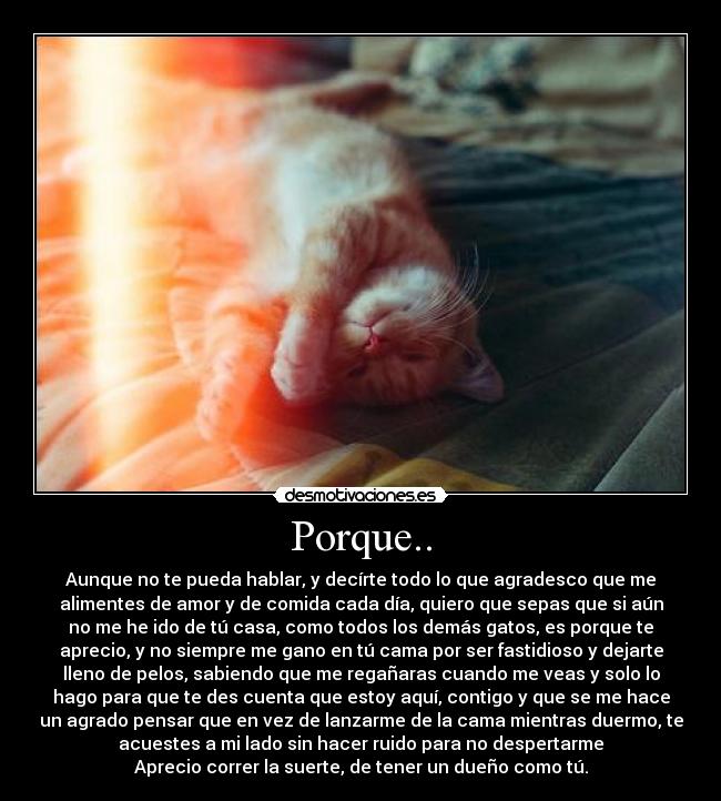 Porque.. - Aunque no te pueda hablar, y decírte todo lo que agradesco que me
alimentes de amor y de comida cada día, quiero que sepas que si aún
no me he ido de tú casa, como todos los demás gatos, es porque te
aprecio, y no siempre me gano en tú cama por ser fastidioso y dejarte
lleno de pelos, sabiendo que me regañaras cuando me veas y solo lo
hago para que te des cuenta que estoy aquí, contigo y que se me hace
un agrado pensar que en vez de lanzarme de la cama mientras duermo, te
acuestes a mi lado sin hacer ruido para no despertarme
Aprecio correr la suerte, de tener un dueño como tú.