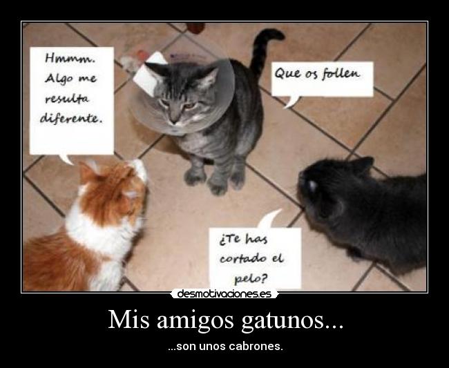 carteles amigos gatos putas desmotivaciones