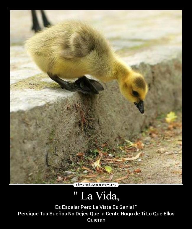 La Vida, - Es Escalar Pero La Vista Es Genial
Persigue Tus Sueños No Dejes Que la Gente Haga de Ti Lo Que Ellos Quieran