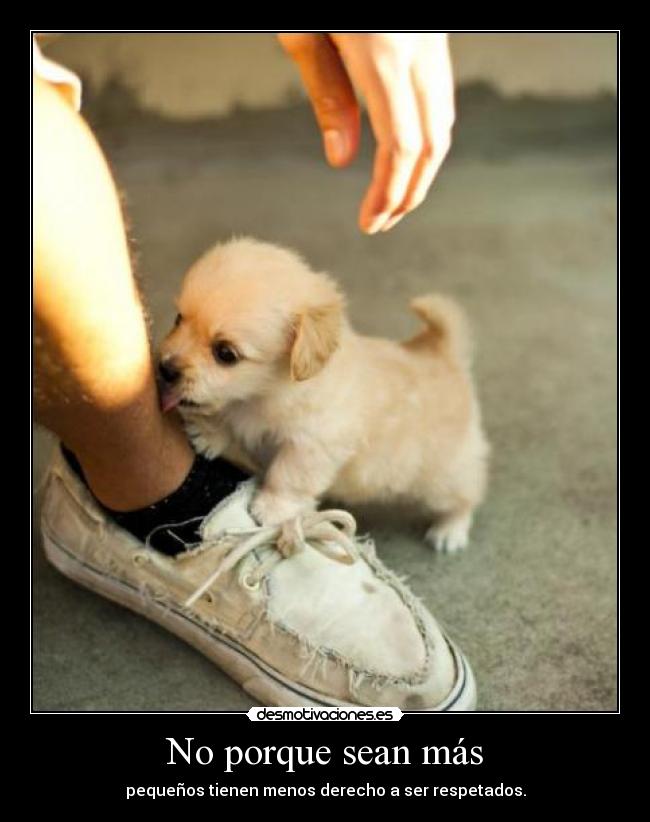 carteles gusta zapato cute puppy desmotivaciones