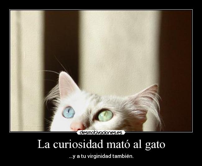 La curiosidad mató al gato - 