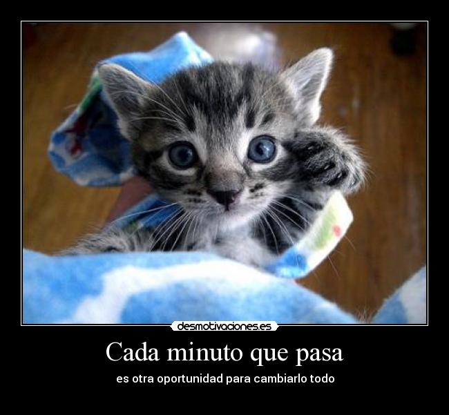 carteles gato desmotivaciones