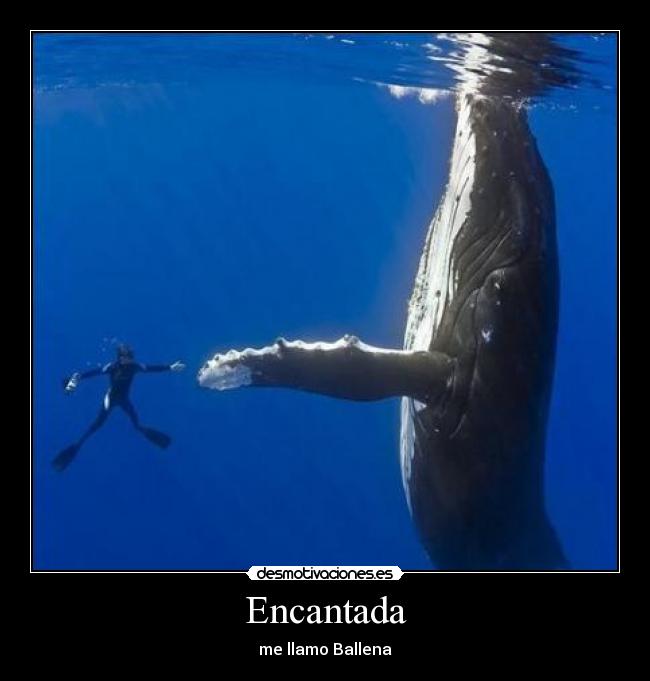 carteles ballena desmotivaciones