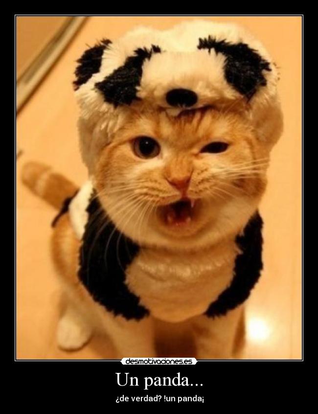 Un panda... -