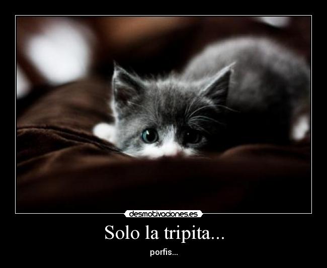 Solo la tripita... - porfis...