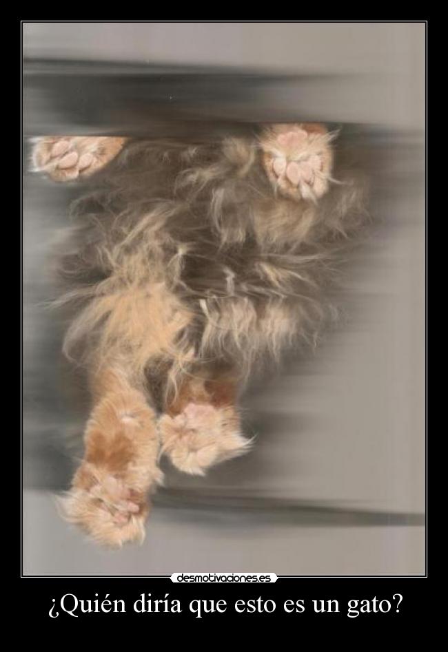 ¿Quién diría que esto es un gato? - 