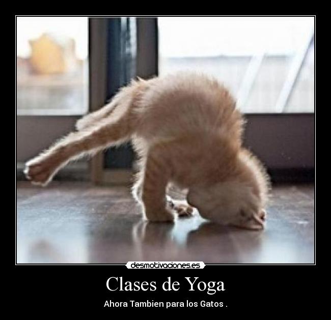 Clases de Yoga - Ahora Tambien para los Gatos .