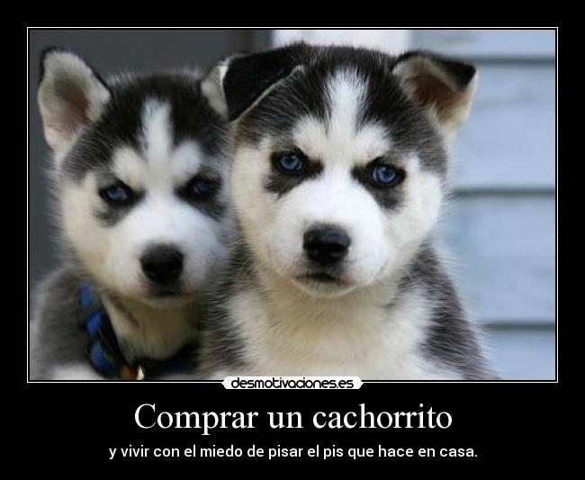 Comprar un cachorrito -