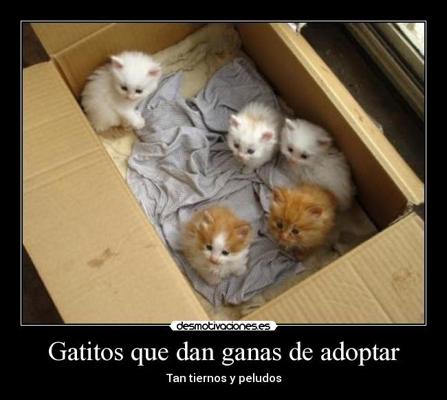 Gatitos que dan ganas de adoptar - Tan tiernos y peludos