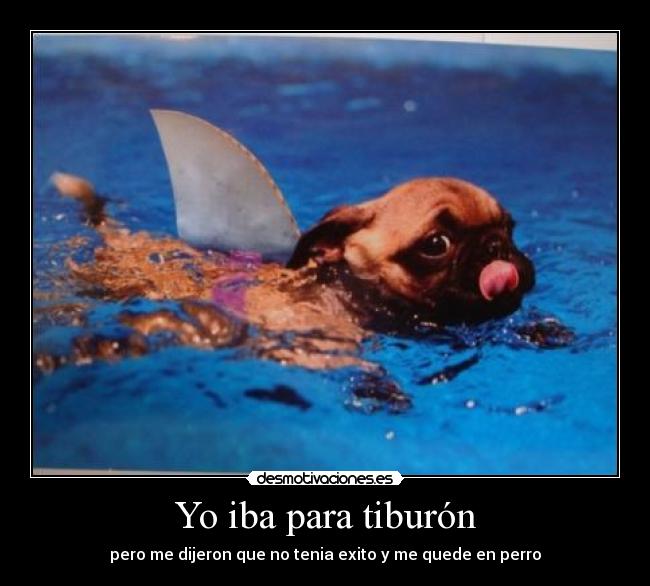 Yo iba para tiburón -