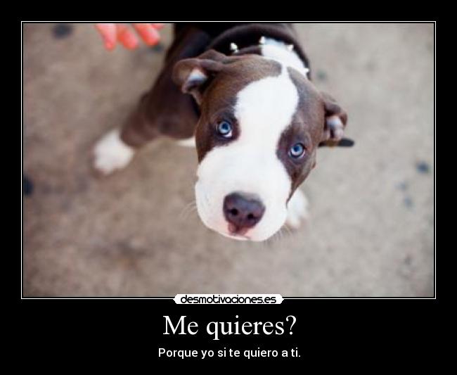 Me quieres? - Porque yo si te quiero a ti.