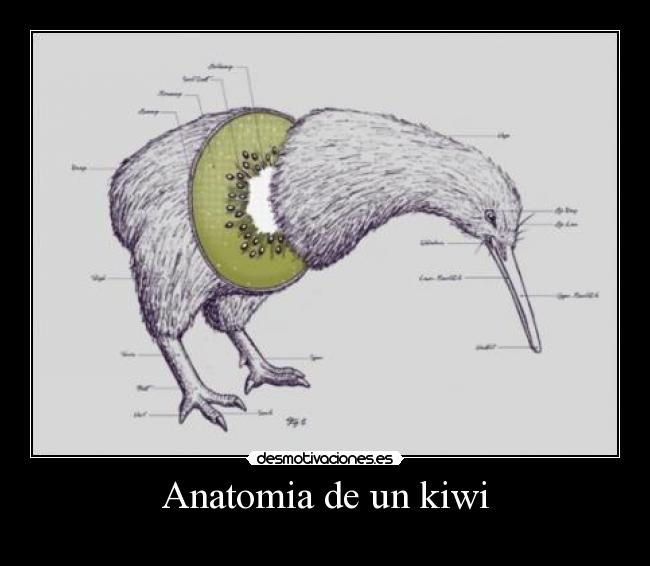 Anatomia de un kiwi - 