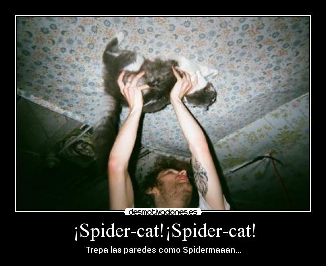 ¡Spider-cat!¡Spider-cat! - 