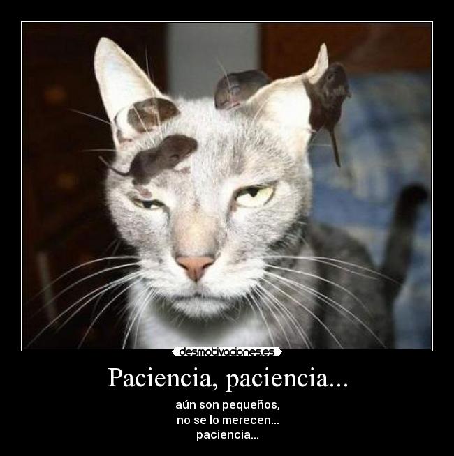 Paciencia, paciencia... -