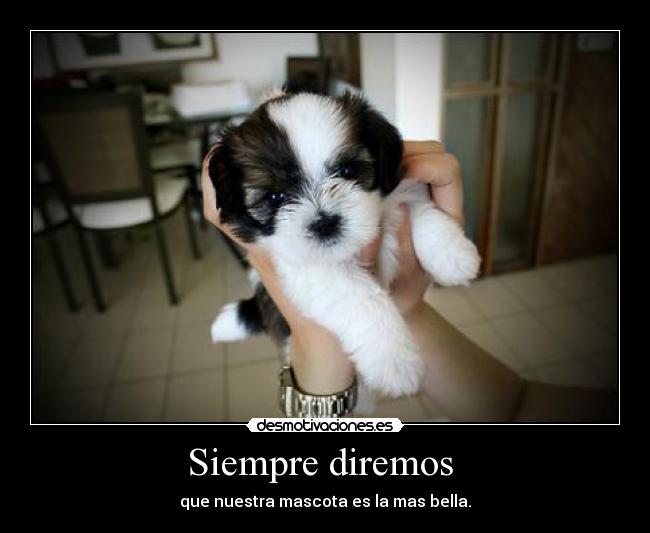 Siempre diremos - que nuestra mascota es la mas bella.