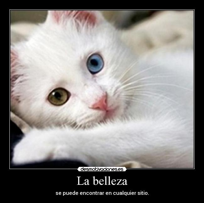 La belleza - 