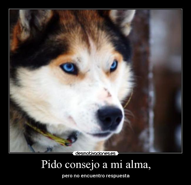 carteles alma lobooo grrrr desmotivaciones