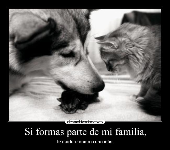 carteles familia gatos perros vida familia megaglt desmotivaciones